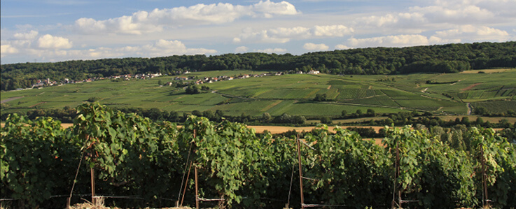 La Côte des Blancs