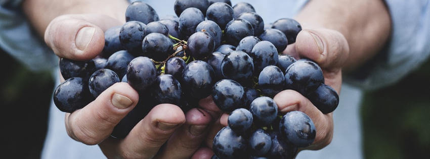 Les trois cépages champenois