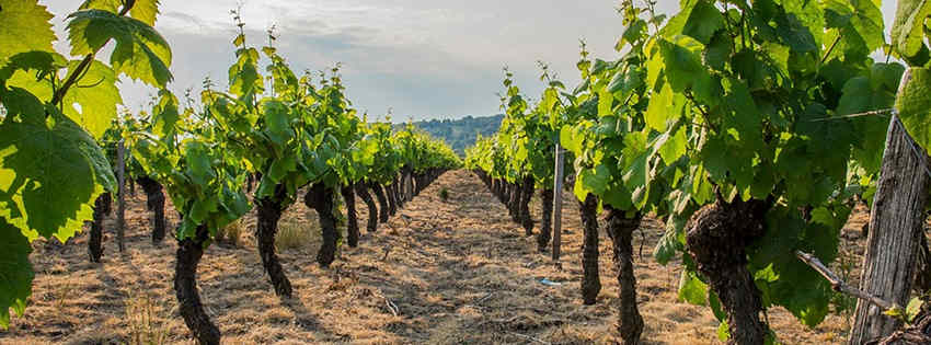 Route des vins et découverte du vignoble Beaujolais