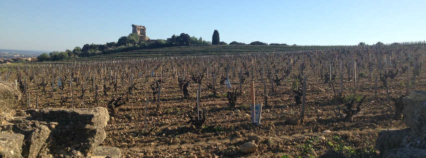 Châteauneuf-du-Pape : vignoble et AOC