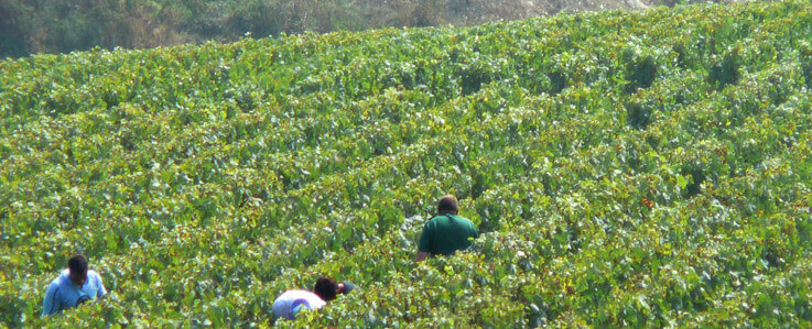 Appellation d'Origine Contrôlée (AOC) Champagne