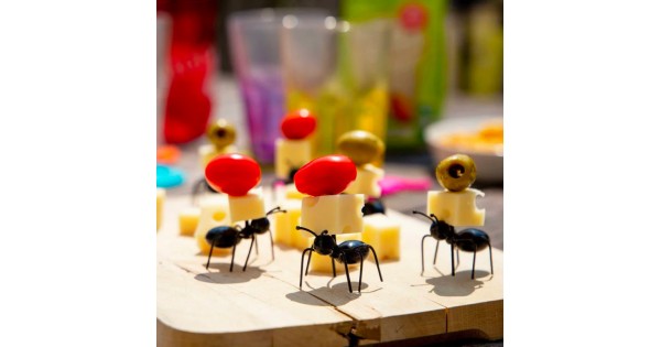 Pics Fourmis Kikkerland avec tomates, fromage et olives sur un plateau
