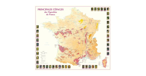 Poster des principaux cépages de France Benoît France, carte entourée d’illustrations de raisins