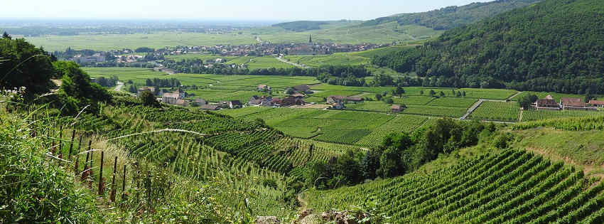 Alsace : Vignoble et appellations 