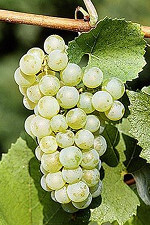 cepage chardonnay