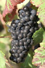 cepage pinot noir